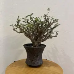 2025年最新】usagi ceramic laboratoryの人気アイテム - メルカリ
