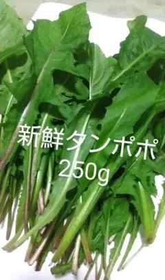 Item thumbnail for item 44d1641f-59db-493d-a48f-b763dfed0a2a