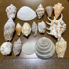 【貝殻セット】　インテリア