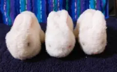 カバヤウサギ 3体セット