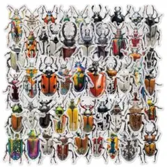 標本風 昆虫 カブトムシ クワガタ 甲虫 ステッカー シール 50枚