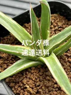 アガベ　笹の雪　極氷山　氷嶺　子株 Yahoo!オークション - アガベ 笹の雪 極氷山 氷嶺 白虎斑