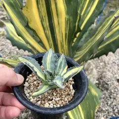 T*M様 2119多肉植物 アガベ チタノタ フェロックス 縞斑錦 極上大株 Lj Plants | 多肉植物アガベ フェロックス錦X雷神，#チタノタ#ア