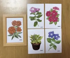 花のイラスト（フレーム付き） 5枚セット　ポストカードサイズ