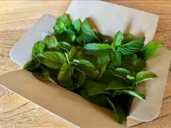 Item thumbnail for item d9ce5499-c983-4f71-8877-0132699a0701