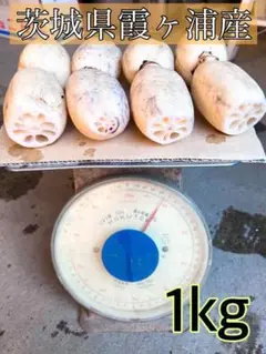 【2022新ばす】1kg れんこん 茨城県産 蓮根 堀り取り当日発送