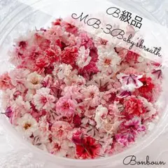 MB-3かすみ草ドライフラワーB級品