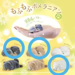 もふもふ ポメラニアン ミニチュア ガチャガチャ フロッキー フィギュア 犬