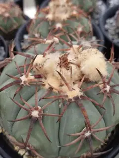 メルカリ便発送☆サボテン エキノカクタス属 花王丸×黒刺雷帝