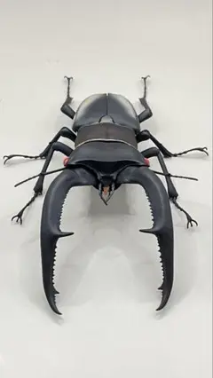 いきもの大図鑑アドバンス マンディブラリスフタマタクワガタ リペイント品