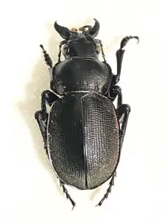 カザフスタン産 カリステネスカタビロオサムシの仲間 美麗種 a1-