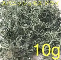 スパニッシュモス　グリーン