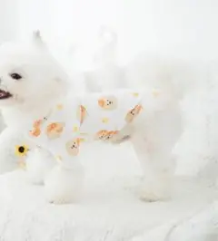 Item thumbnail for item 1c74e323-ec6e-4e9e-ab37-45fa05ee485c