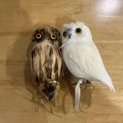 プエブコ　フクロウ　2個　値下げ不可