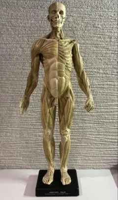 は*な様 アナトミーツール　人体模型　男性　Andrew Cawrse アナトミーツール人体模型男性Andrew Cawrse