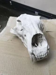クマ　熊　オブジェ　頭蓋骨　置物 クマ 熊 オブジェ 頭蓋骨 置物