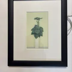 植物のアート 小型版画 黒フレーム
