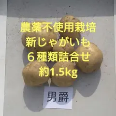 2025年最新】トヨシロ種芋の人気アイテム - メルカリ