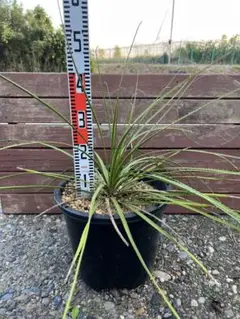 kou　ダシリリオン　テキサナム　７号鉢つき ダシリリオン・テキサナム - 植物と暮らす m-plant