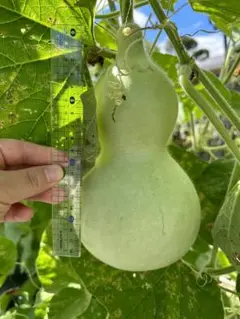 採れたてひょうたん　5つセット