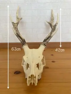キュウシュウジカの角(頭骨付き) Amazon.co.jp: 鹿の角キュウシュウジカの頭骨(角付) 状態良