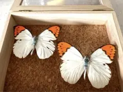 ツマベニチョウ 標本 2頭