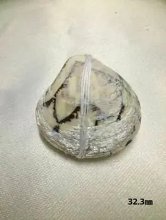 (貝殻標本) マルオミナエシ