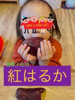 紅はるか ◉栽培中農薬不使用 5キロ ④