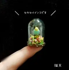 【極小ミニチュア　あみぐるみ】森に棲むセキセイインコちゃん