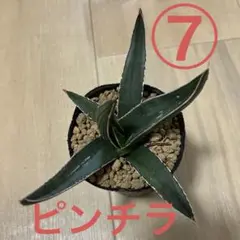 cherry アガベ ピンチラ2株 アガベ ピンチラ | hanayoshi-botanical