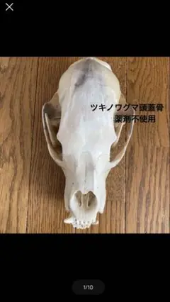 頭蓋骨　ツキノワグマ頭蓋骨　熊の骨オブジェ　希少コレクション　薬剤不使用 頭蓋骨 ツキノワグマ頭蓋骨 熊の骨オブジェ 希少コレクション
