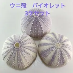 NO.68V-408 アーチン(ウニ殻) バイオレット　濃淡　3ケセット