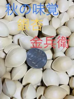 キ4a 秋の味覚銀杏 金兵衛 4kg