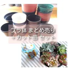 プラ鉢 中古 まとめ売り 多肉 カット苗 置物 セット