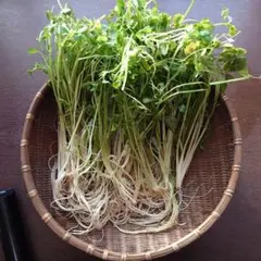 せり 新鮮 300g
ネコポス発送です!
宜しくお願い致します。