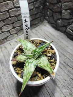 メルカリ便発送☆多肉植物 アロエ属 ペッキー×ヘミンギー(根付き苗です) メルカリ便発送☆多肉植物 アロエ属 ペッキー×ヘミンギー(根付き