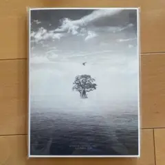 EXO BIRD exo bird CD アルバム