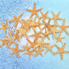 ミニヒトデ⭐︎スターフィッシュ　25枚程