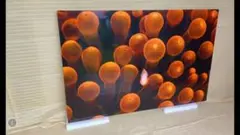 Item thumbnail for item 4392a176-5b96-490d-b453-1d9c64693b75