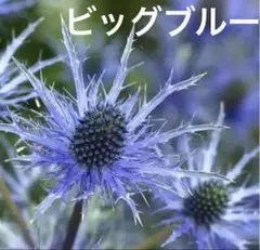 エリンジューム ビッグブルー