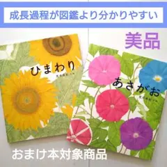 【美品】自然科学・植物★あさがお ひまわり 荒井真紀★金の星社 花 観察日記