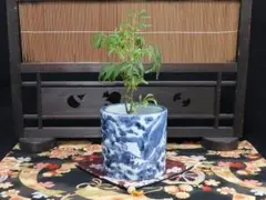 古伊万里 染付 龍に如意宝珠の図 火入れ D532-8AS-BTi