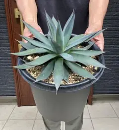 2025年最新】agave ocahuiの人気アイテム - メルカリ