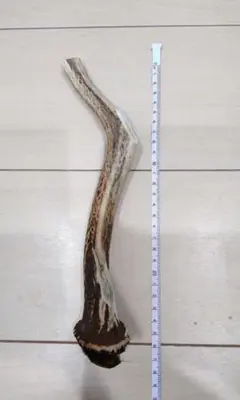 鹿の角