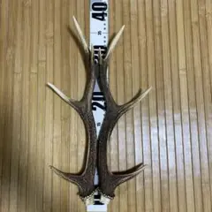 鹿の角　約36cm