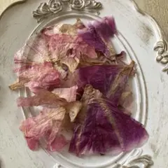 朝顔　押し花　花びら　30個分