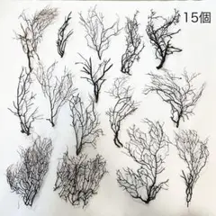 ウミウチワ15個セット