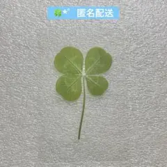 涙の女王 クローバー カード 栞 ㉛