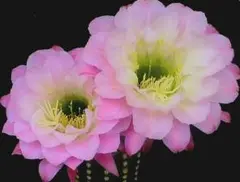 ★サボテン科大事典 ：266属とその種の解説 　伊藤芳夫 1988 Amazon.co.jp: サボテン科大事典: 266属とその種の解説 : 伊藤