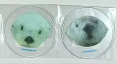 鳥羽水族館 メイキラ コースター 2枚セット 新品 送料無料！